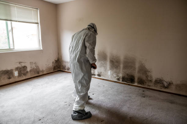 Best Emergency Mold Remediation  in Splendora, TX